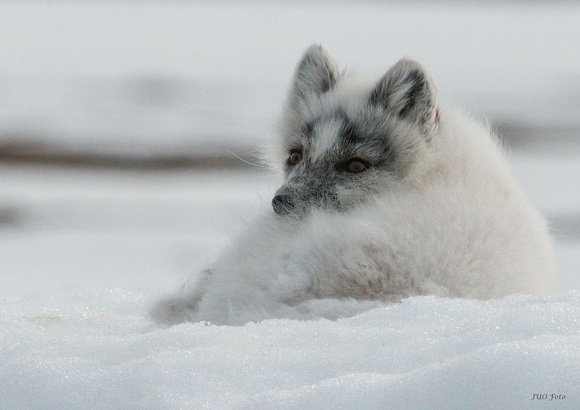 Arctic fox (Hulpes lagopus)