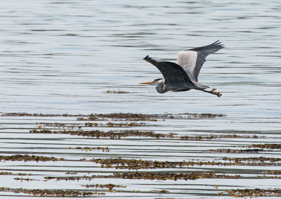 Gråhäger (Ardea cinerea), Gray Heron