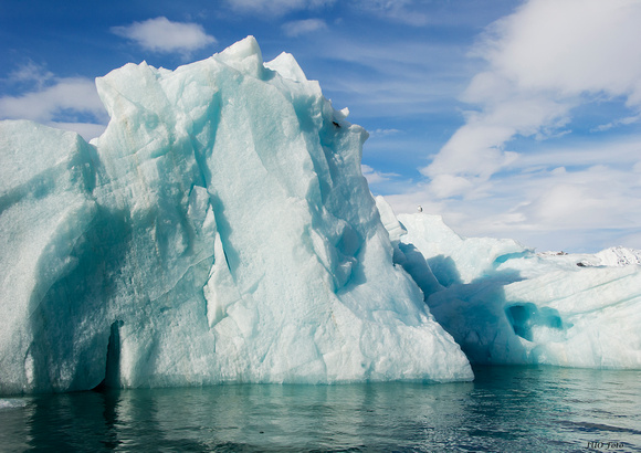 Glaucous Gull (Larus Hyperboles) on Iceberg