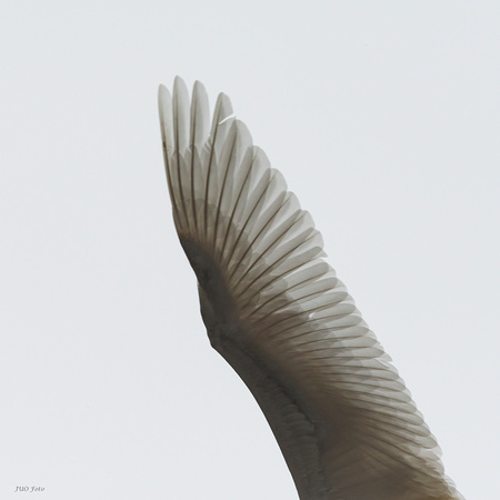 Sångsvan (Cygnus cygnus). Whooper Swan