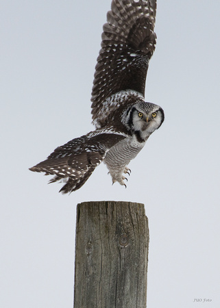 Hökuggla (Surnia Ulula) Northern Hawk-owl