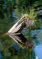 Stock med gräs, Timber with grass