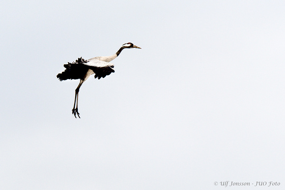 Trana (Grus grus),  Common Crane