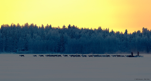 Reindeer Herding