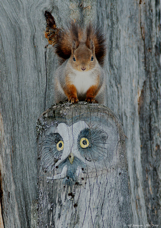 Ekorre på Pajala-uggla. Squirrel on wooden owl